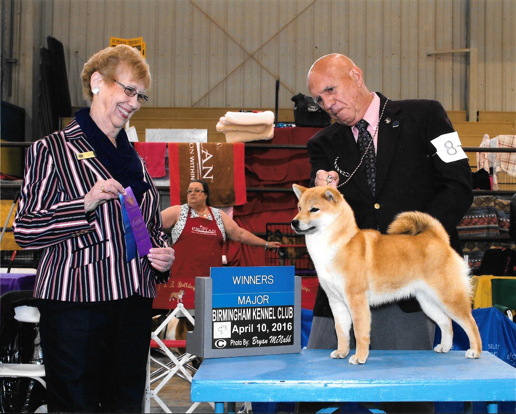 Shiba Inu Puppies for sale Shiba Inu Puppies for sale